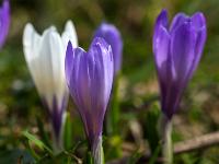 Bodennaher Blick auf Krokusblüten